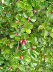 Cotoneaster hjelmqvistii