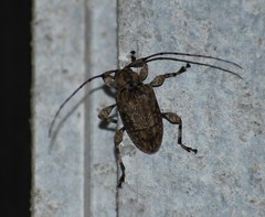 Leptostylopsis terraecolor