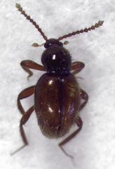 Camiarites convexus