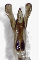 Camiarites convexus