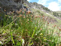 Juncus parryi