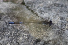 Argia nahuana