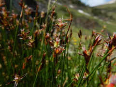 Juncus parryi