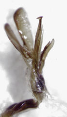 Camiarites convexus