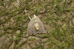 Akanthomyces pyralidarum