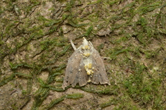 Akanthomyces pyralidarum