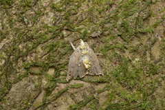Akanthomyces pyralidarum