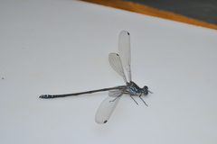 Caledopteryx sarasini