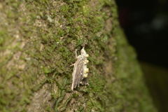 Akanthomyces pyralidarum