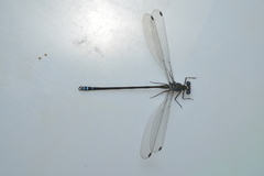 Caledopteryx sarasini