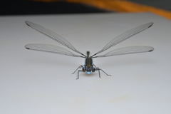 Caledopteryx sarasini