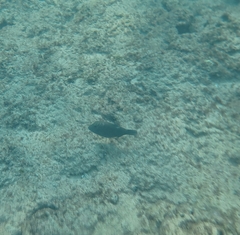 Canthigaster amboinensis