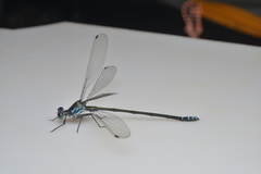 Caledopteryx sarasini