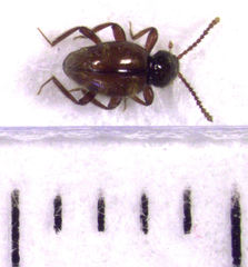 Camiarites convexus