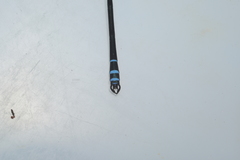 Caledopteryx sarasini