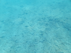Canthigaster amboinensis