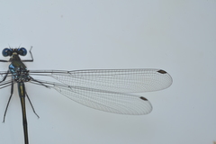 Caledopteryx sarasini