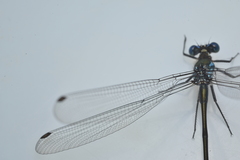 Caledopteryx sarasini