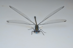 Caledopteryx sarasini