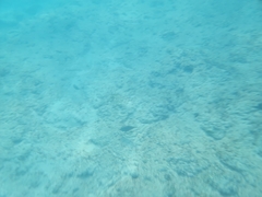 Canthigaster amboinensis