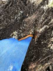 Alphitobius diaperinus