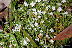 Stellaria pungens