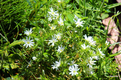 Stellaria pungens