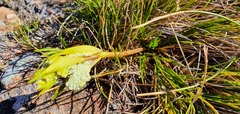 Aciphylla polita