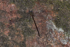 Eoargiolestes ochraceus