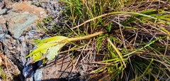 Aciphylla polita