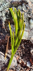 Aciphylla polita