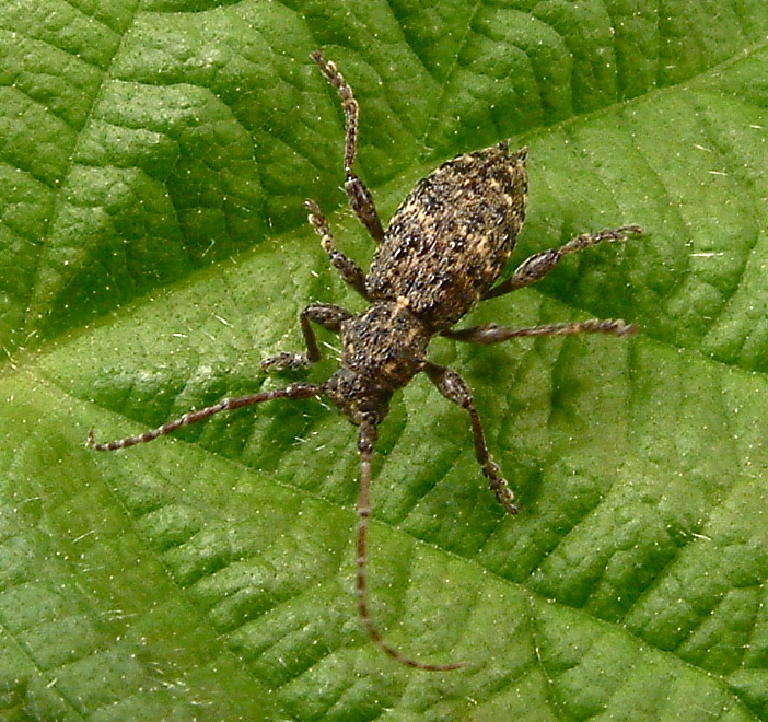 Plectrura