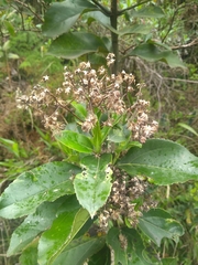 Ageratina tinifolia