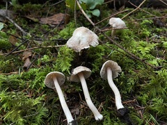 Inocybe albodisca