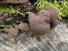 Daldinia concentrica