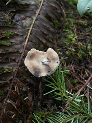 Inocybe albodisca