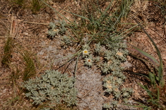 Helichrysum cerastioides