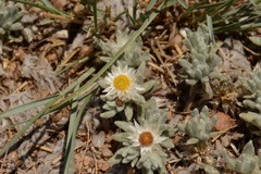 Helichrysum cerastioides