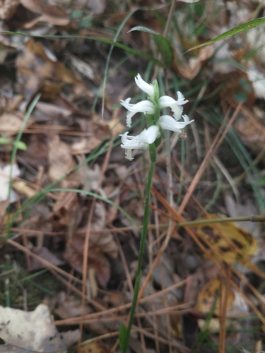 Image of Spiranthes odorata by no rights reserved