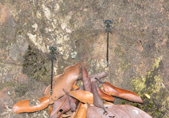 Caledopteryx sarasini