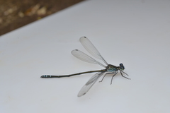 Caledopteryx sarasini