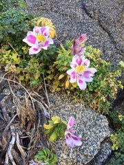 Alstroemeria pelegrina