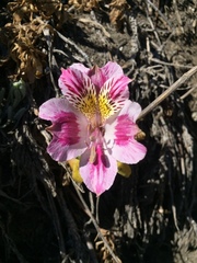 Alstroemeria pelegrina