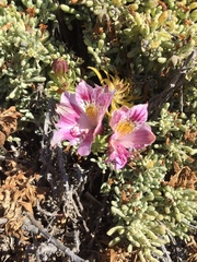 Alstroemeria pelegrina