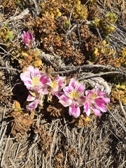 Alstroemeria pelegrina