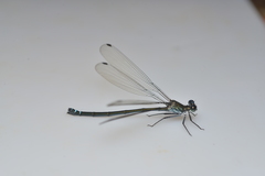 Caledopteryx sarasini