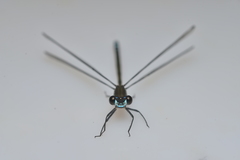 Caledopteryx sarasini