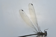 Caledopteryx sarasini