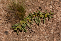 Raphionacme velutina