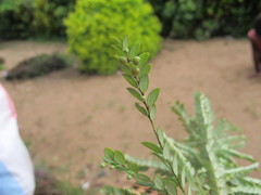 Phyllanthus sambiranensis